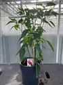 Afbeelding van Peper. Spaanse Peper TP23cm